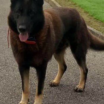 German shepherd trained guard dog