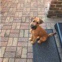 Beautiful 5month Irish Terrier-0