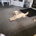 Male cavapoo -1