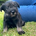 Standard Schnauzer puppies IKC Registered -4