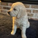 Female Golden Retriever -2