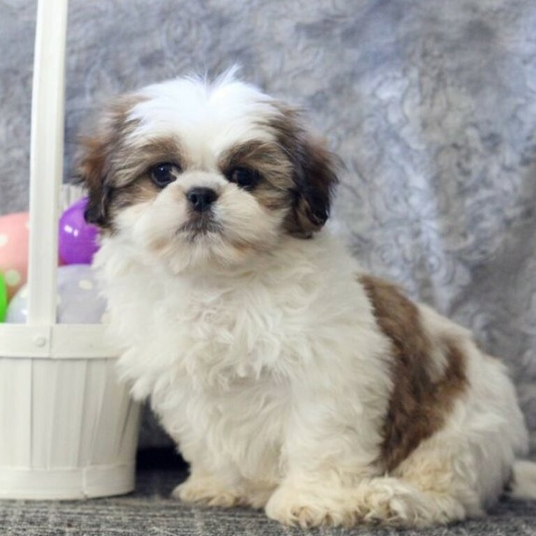 Beautiful  Shih Tzu Puppies for Adoption