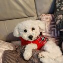 Beautiful Bichon Frise for sale-1