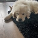 Female Golden Retriever -4