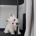 Adorable Westie Puppies available -1