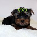 Registered Yorkie Puppies for Adoption-1