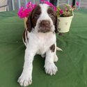 Springer Spaniel Pups-2