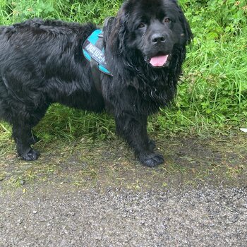 4 Years Male Newfoundland 