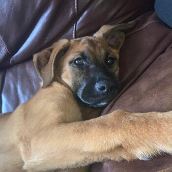 Mix breed German Shepard and boxer puppy 