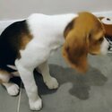 Beagle Puppy for Sale-1