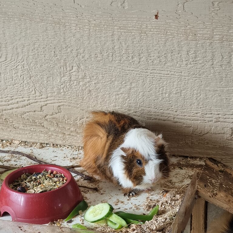 Free 2 male guinea pigs