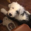 Old English Sheepdog pup-4