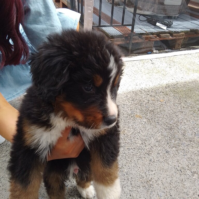 Burnese mountain dog