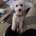 Beautiful Bichon Frise for sale-2