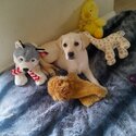 Golden labrador pup for sale-2