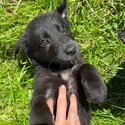 2 german shepard cross female pups for sale -3