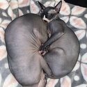 Sphinx Cats for Sale-4