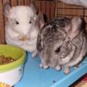 chinchillas-2