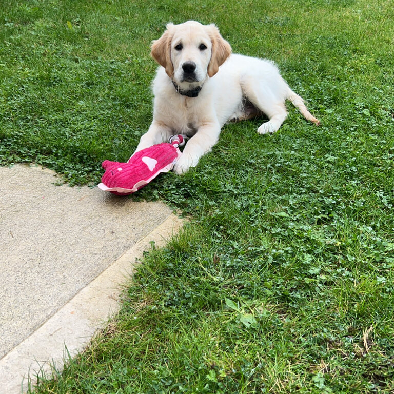 Golden Retriever puppy for sale