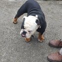 Beautiful,  playful Male Bulldog, has all paperwork and is neutered. -0