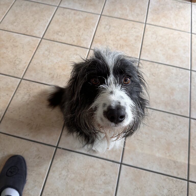 Border Collie