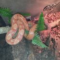 Corn snake -1