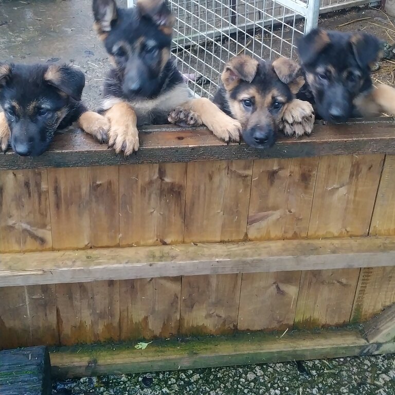 German shepherd pups 