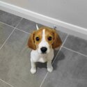 Beagle Puppy for Sale-0