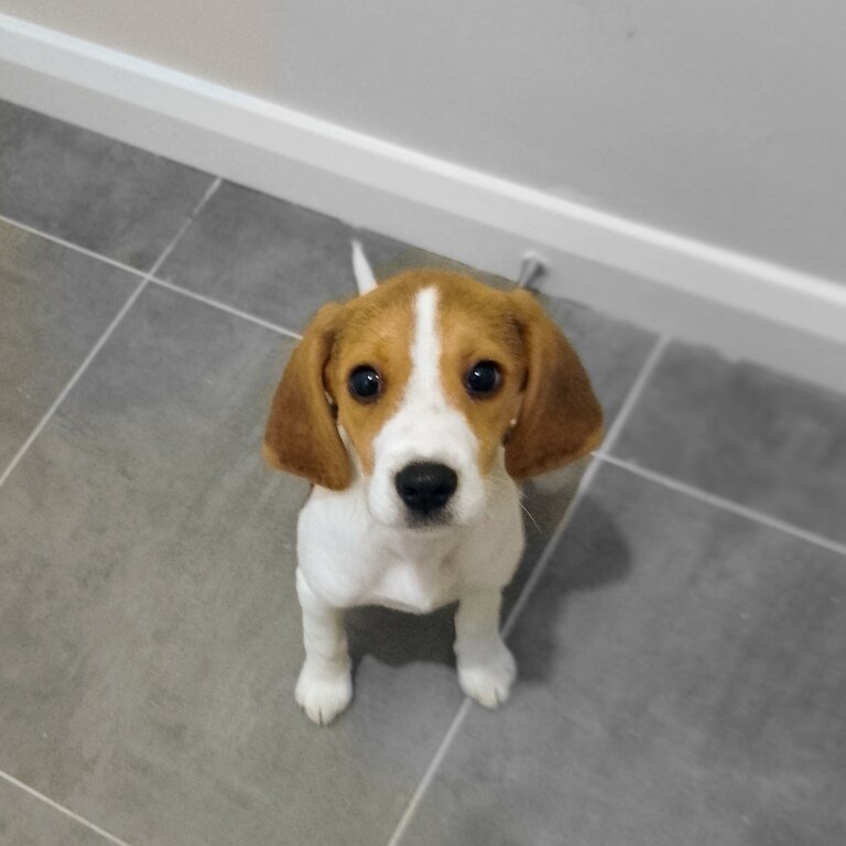 Beagle Puppy for Sale