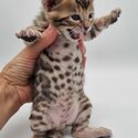 Healthy Bengal Kitten for Sale-1