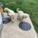 Dogs. Male and female cockapoos for sale -0