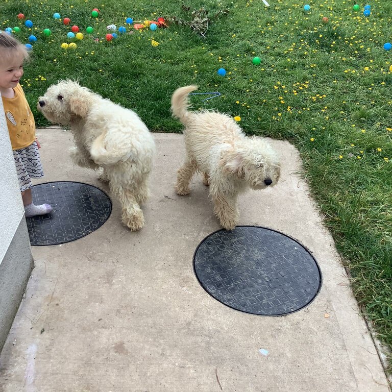 Dogs. Male and female cockapoos for sale 