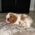 King Charles Spaniel Female Puppy-2