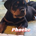 Rottweiler puppies for sale-0