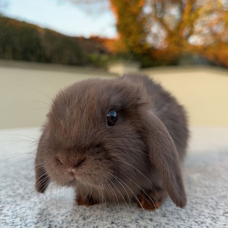 Mini Holland lops 