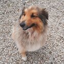 Loving Female Shetland Sheepdog 3 Years-2