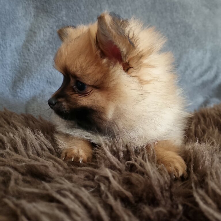 Two pomeranian puppies 