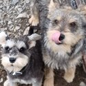 Miniature Schnauzer Cross needs forever home-3