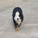 Bernese Mountain Dog-1