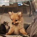 Lovely little pomeranian....very gentle temperament -2