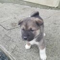 Beautiful American Akita Pups-5