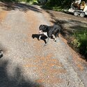 Border Collie Smooth haired -3