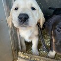 6 Stunning Labrador/ Golden Retriever Pups-1