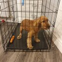 Female cocker spaniel for sale-0