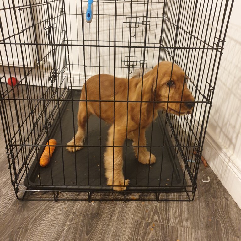 Female cocker spaniel for sale