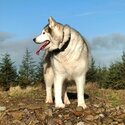 Male Siberian Husky looking for new secure home-1