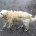 Purebred Golden retriever young dogs -3