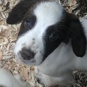 Springer Spaniel puppies-4