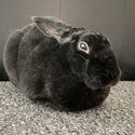 Rabbit for adoption -1