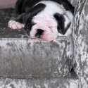 New Age British Bulldog-2